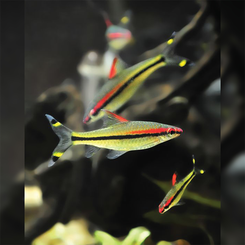 Ikan Hias Puntius Denisonii / Pontius Denisoni / Ikan Hias Schooling