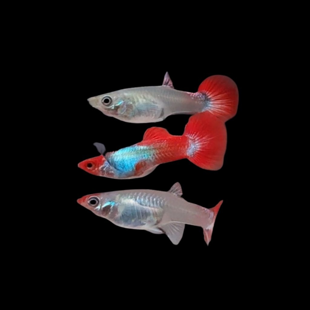 Guppy Koi Platinum Red Tail Big Ear/ KOI PRTDE/Ikan Hias/ikan Guppy