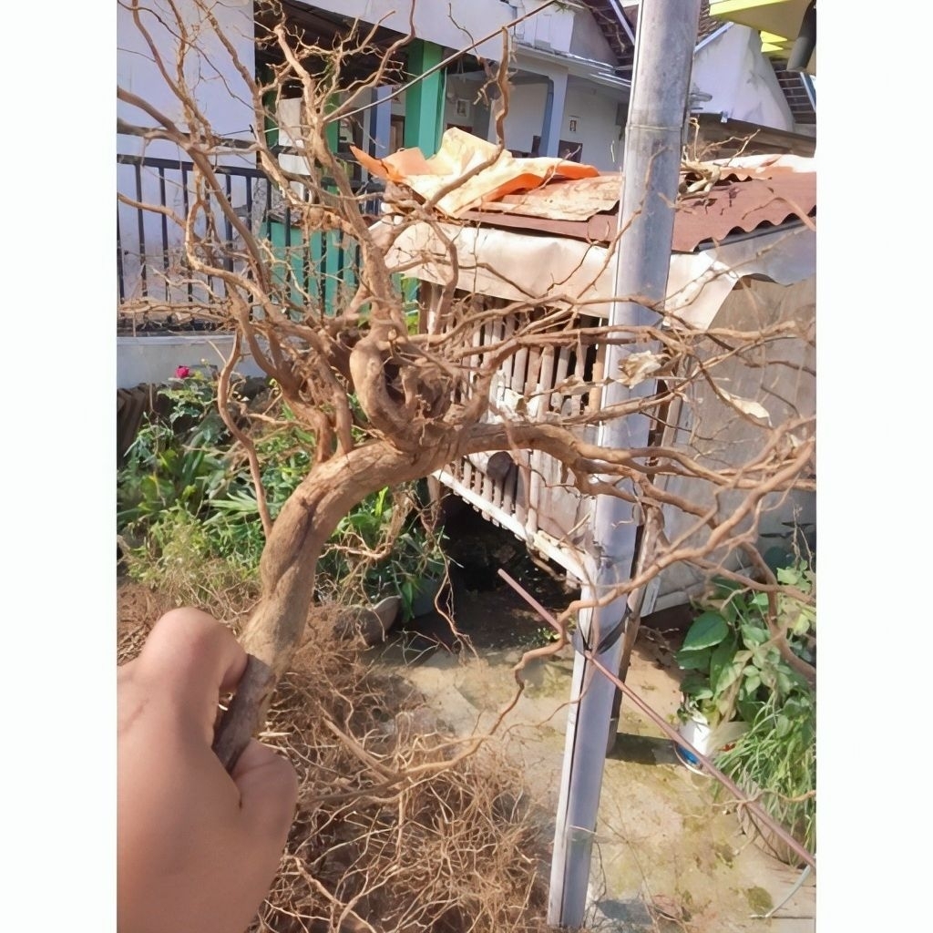 Akar senggani/Akar harendong gunung/Akar aquarium Aquascape