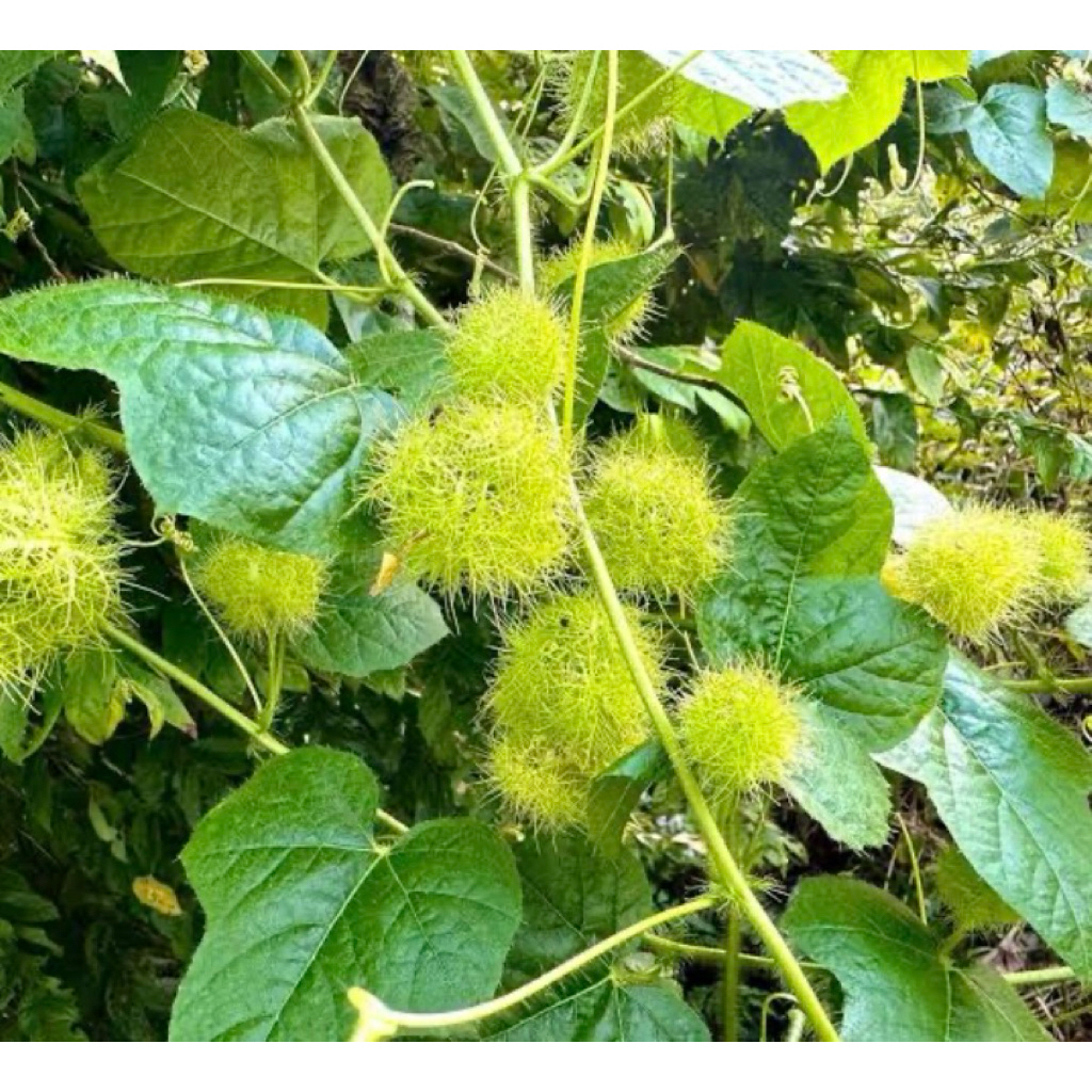 

Buah rembusa segar pres alami redy stok petik langsung paket per 250grm