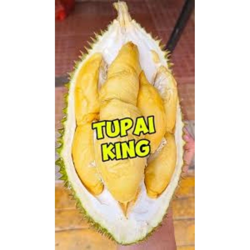 

DURIAN TUPAI KING KAKI 3 HASIL STEK BATANG