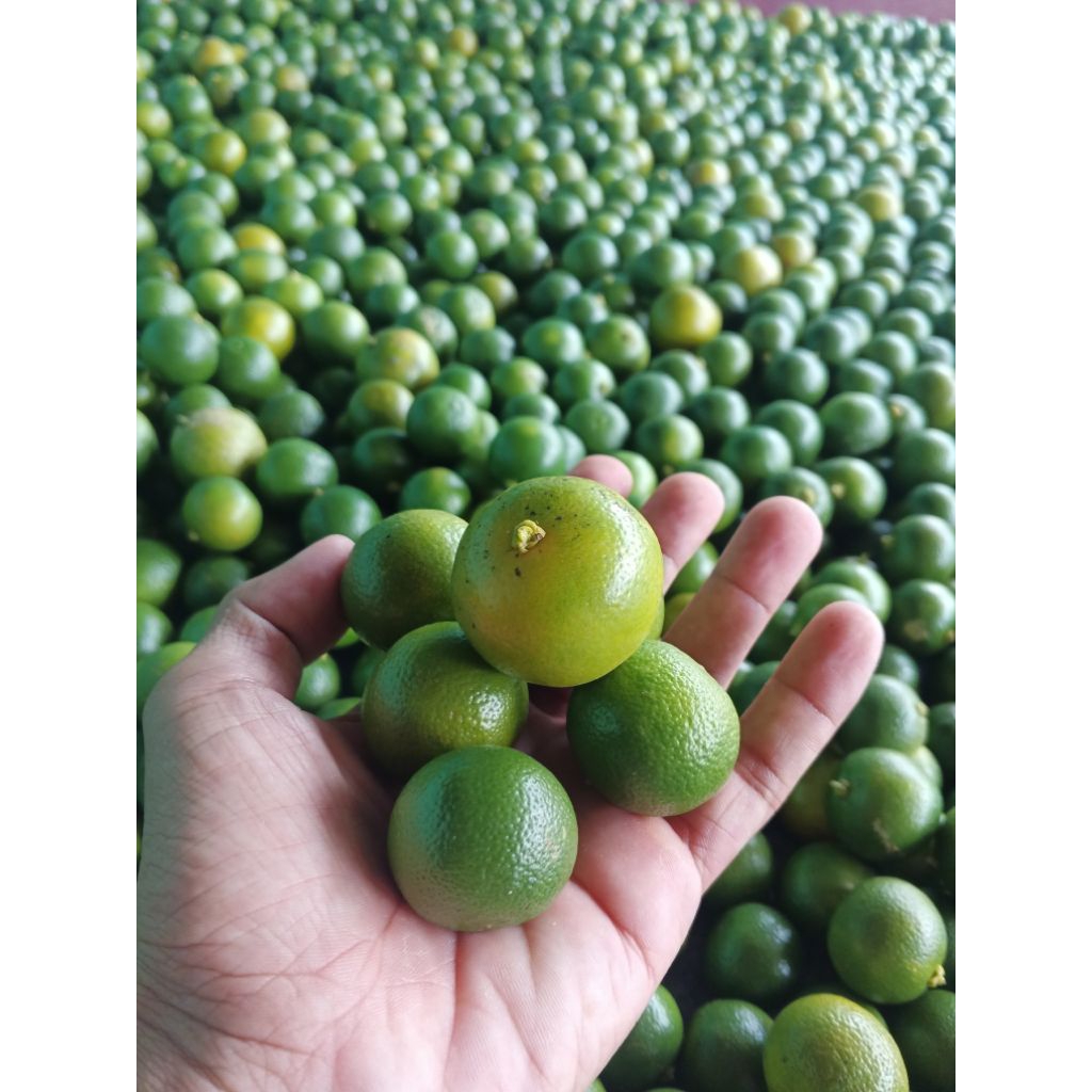 

JERUK SONKIT/ KASTURI UKURAN BESAR/ SEDANG ukuran 500 gram Fresh Hijau