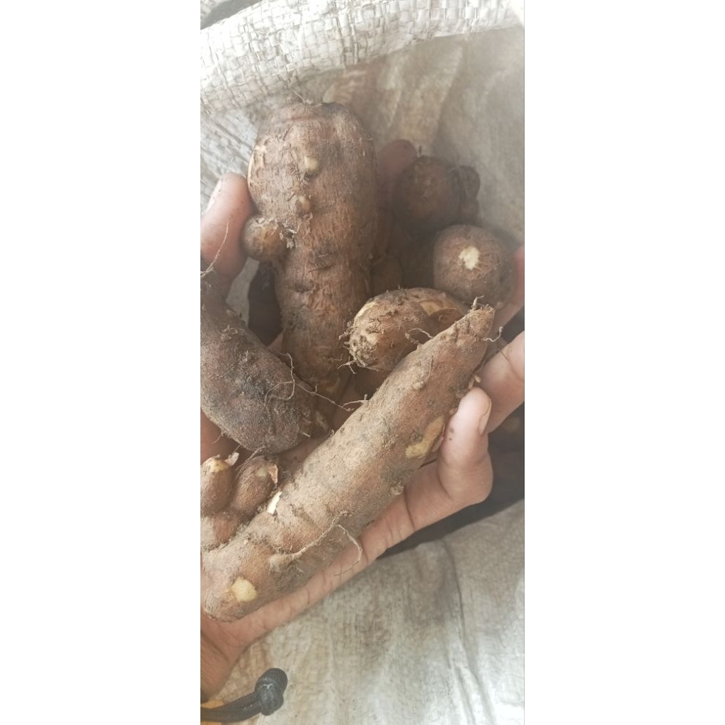 

Kentang Hitam/kleci 1 kg