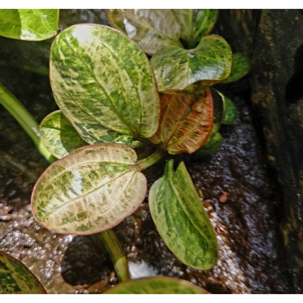 Echinodorus Hadi Red Pearl Varigata Variegata