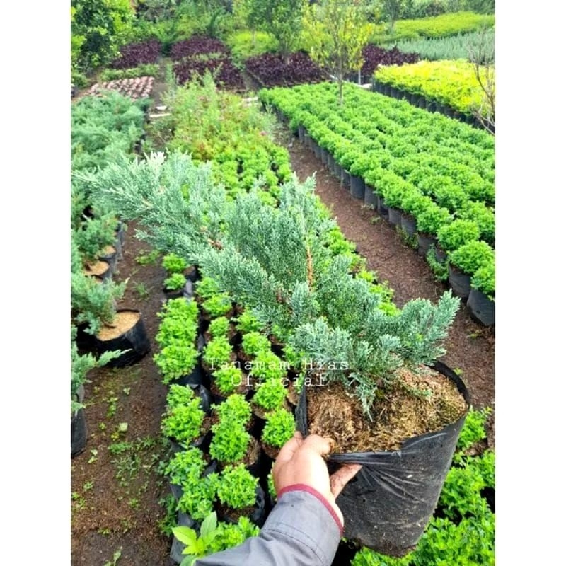 Tanaman Cemara Sinensis Biru Asli (BESAR) / Blue Sinensis / Juniperus Chinensis / Blue Juniperus chi