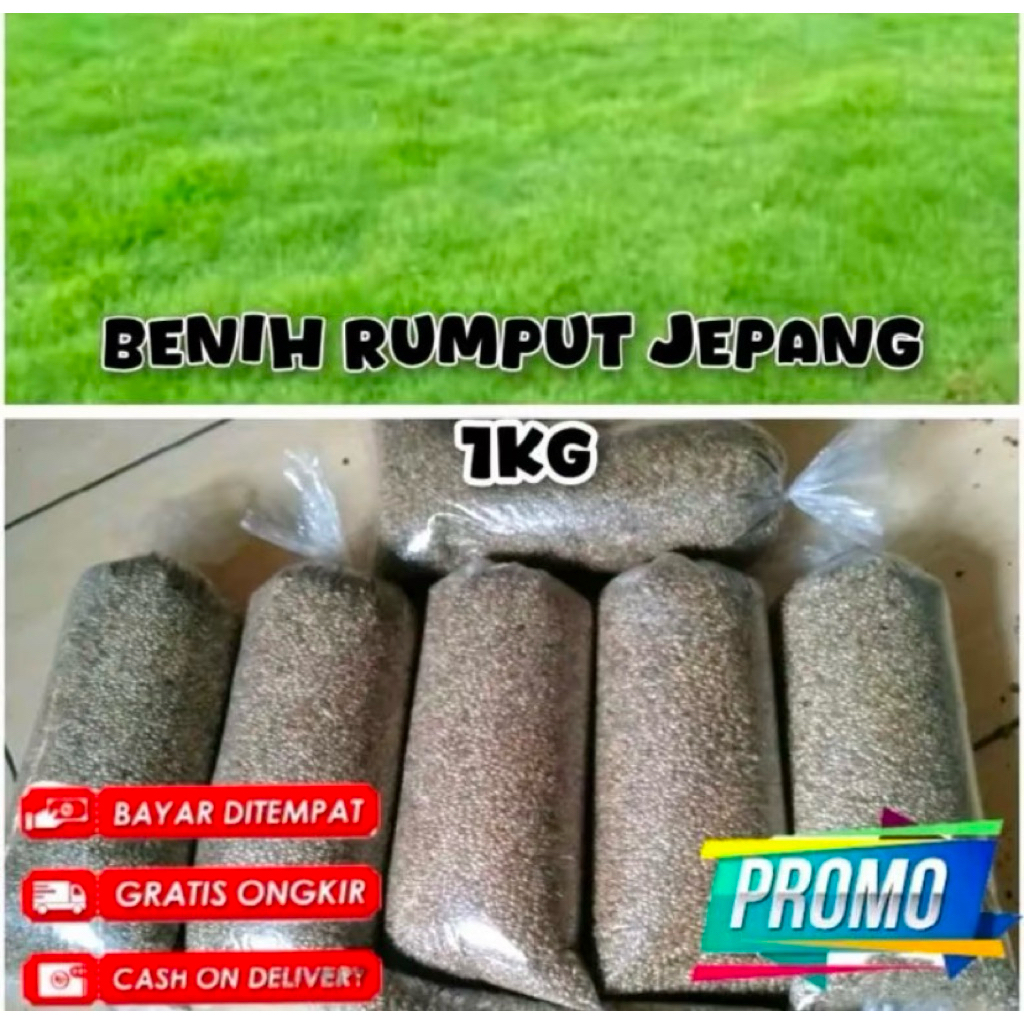 benih rumput jepang 1kg - benih rumput berkualitas original