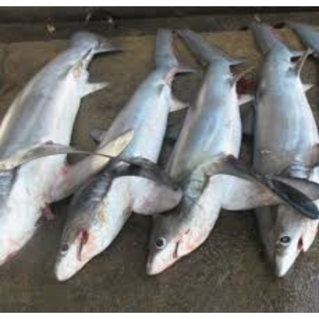 

Ikan Hiu segar fresh/ ikan hiu segar fresh pasar flamboyan