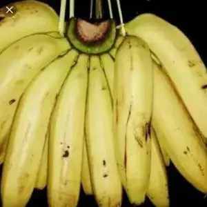 

PISANG AMBON SUKABUMI SUPER 1sisir