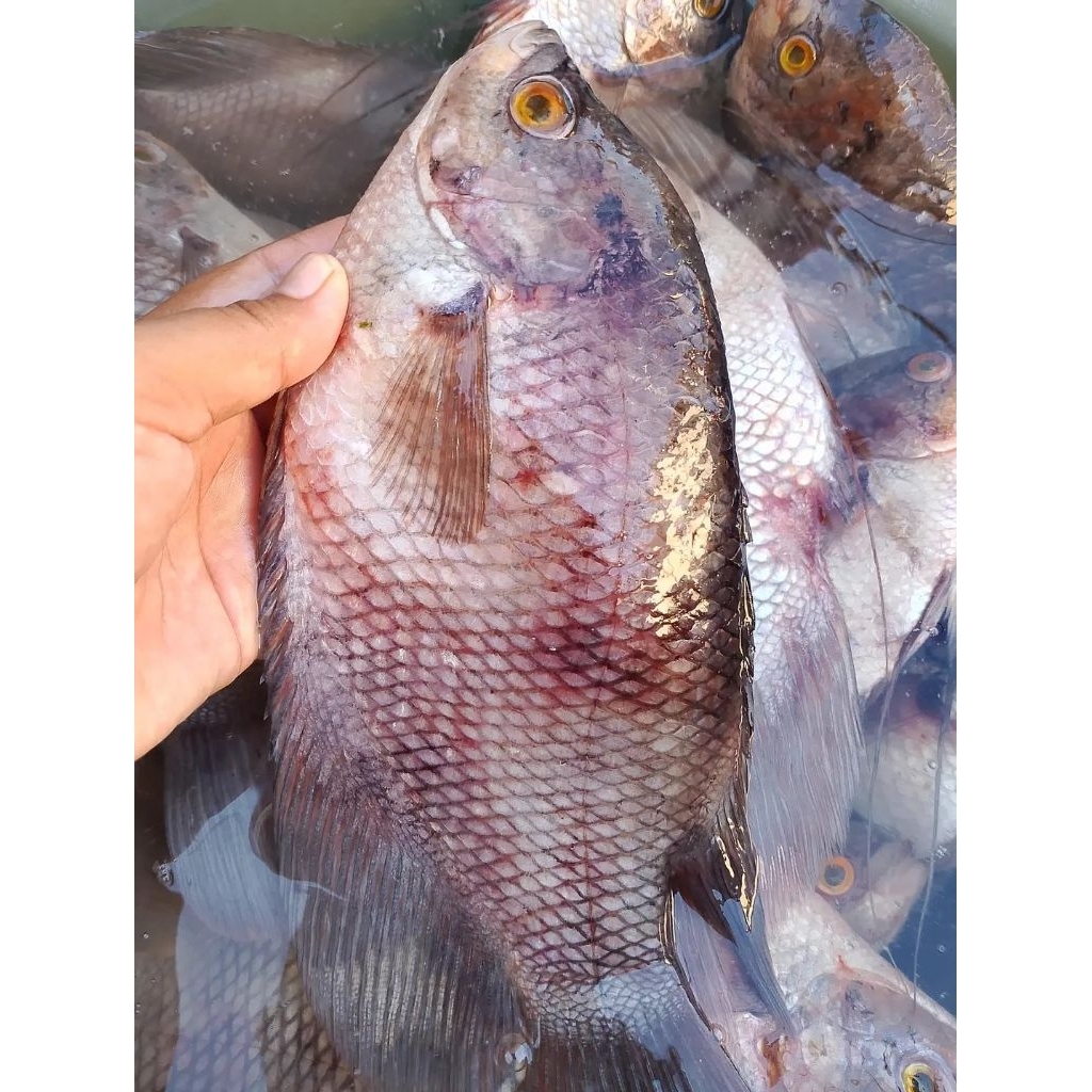

Ikan Gurame segar 1kg