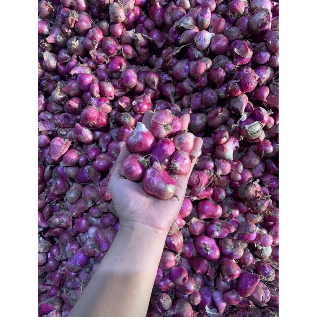 

Bawang merah grade A kering super tanggung besar