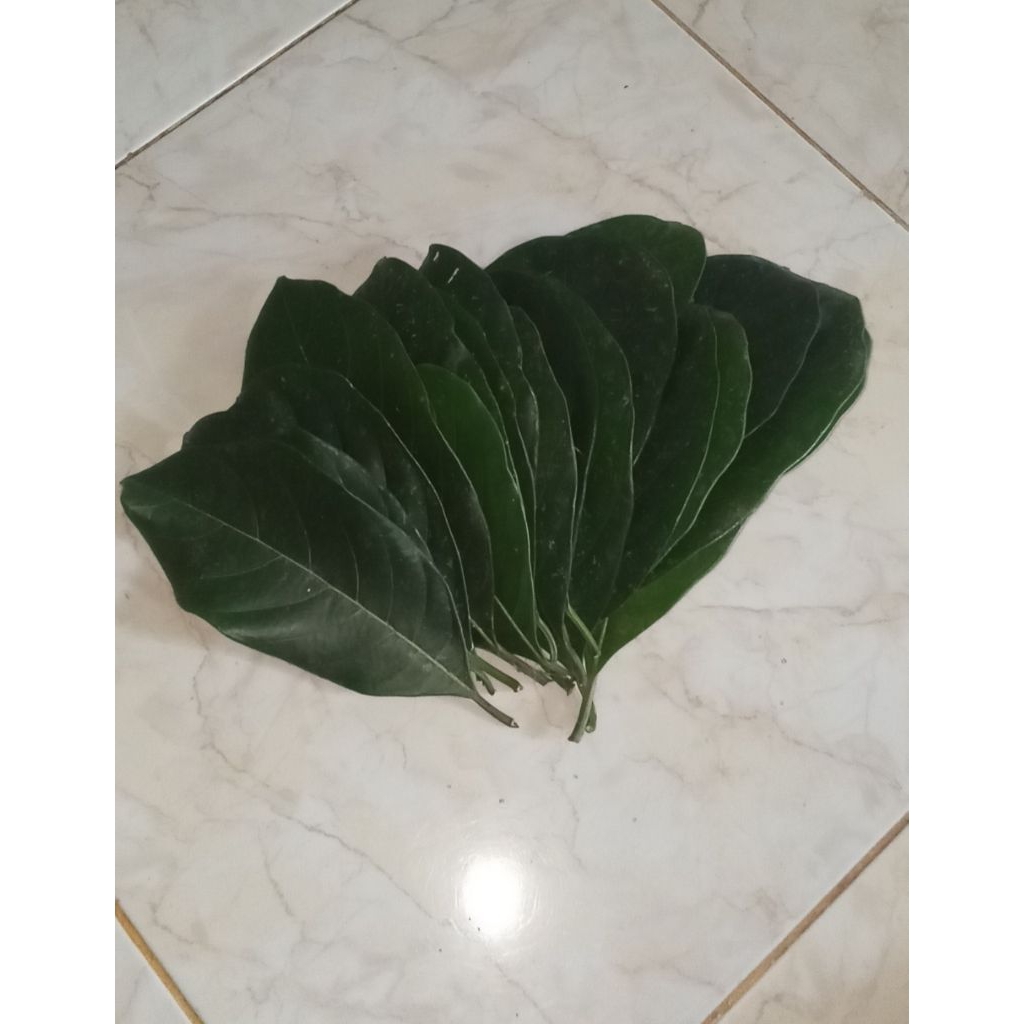 

Daun nangka hijau premium 50 lembar/rempah Indonesia