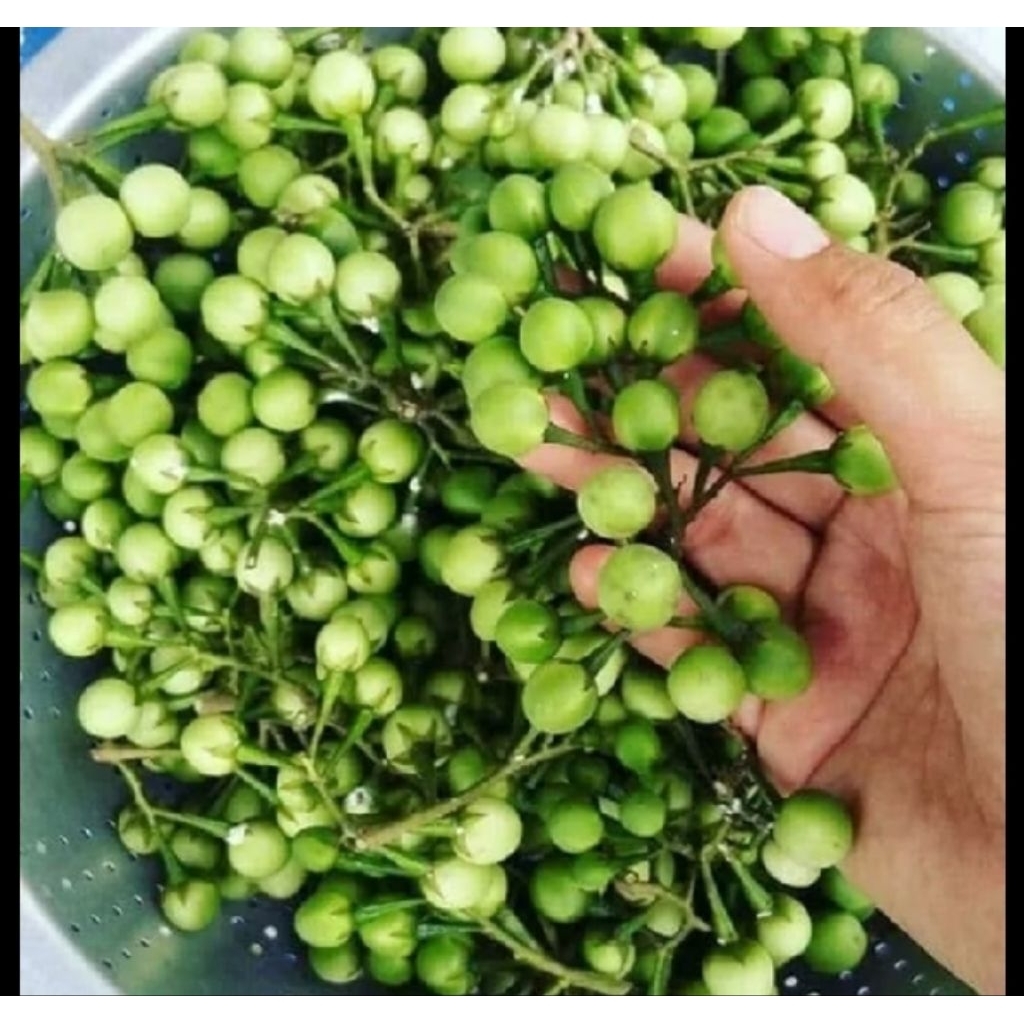 

takokak segar 500 gram