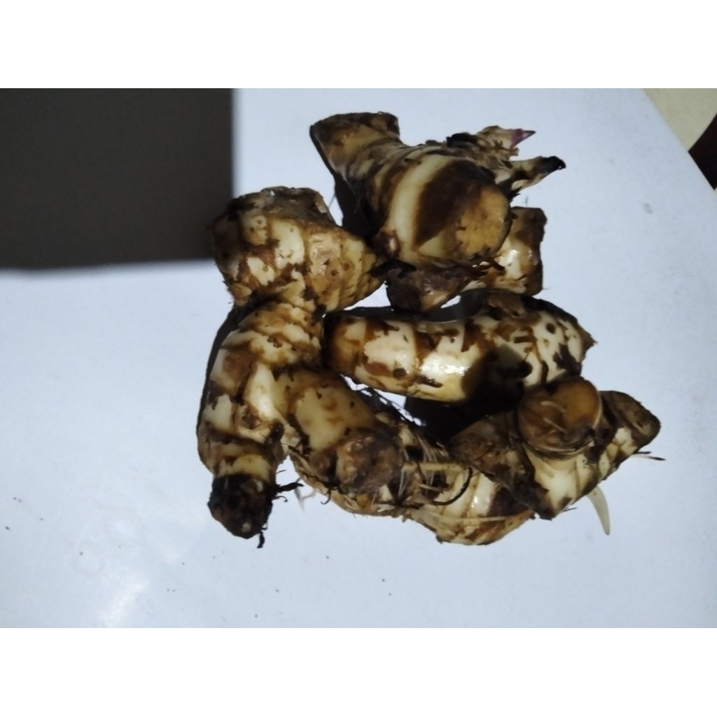 

Umbi Ganjol Putih/500GRM