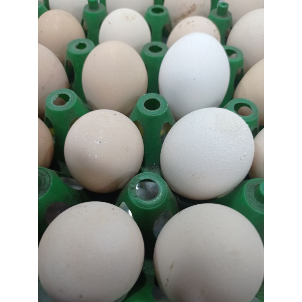 

Telur Ayam Kampung