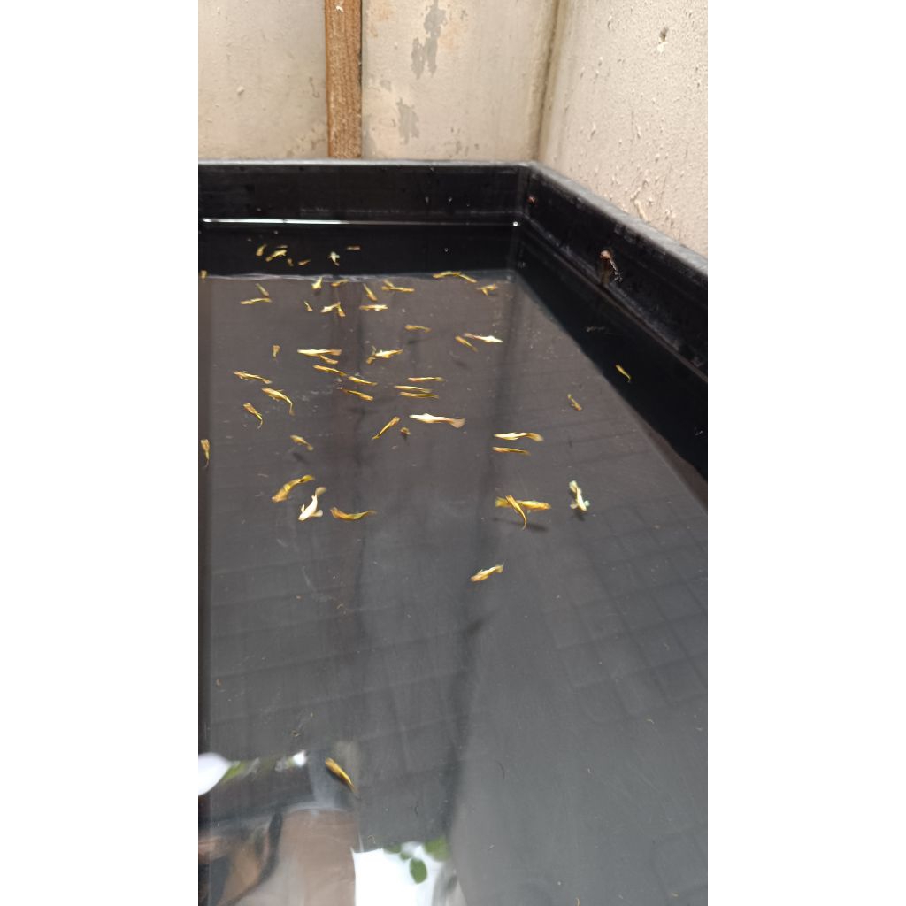 Ikan Guppy Gold VN