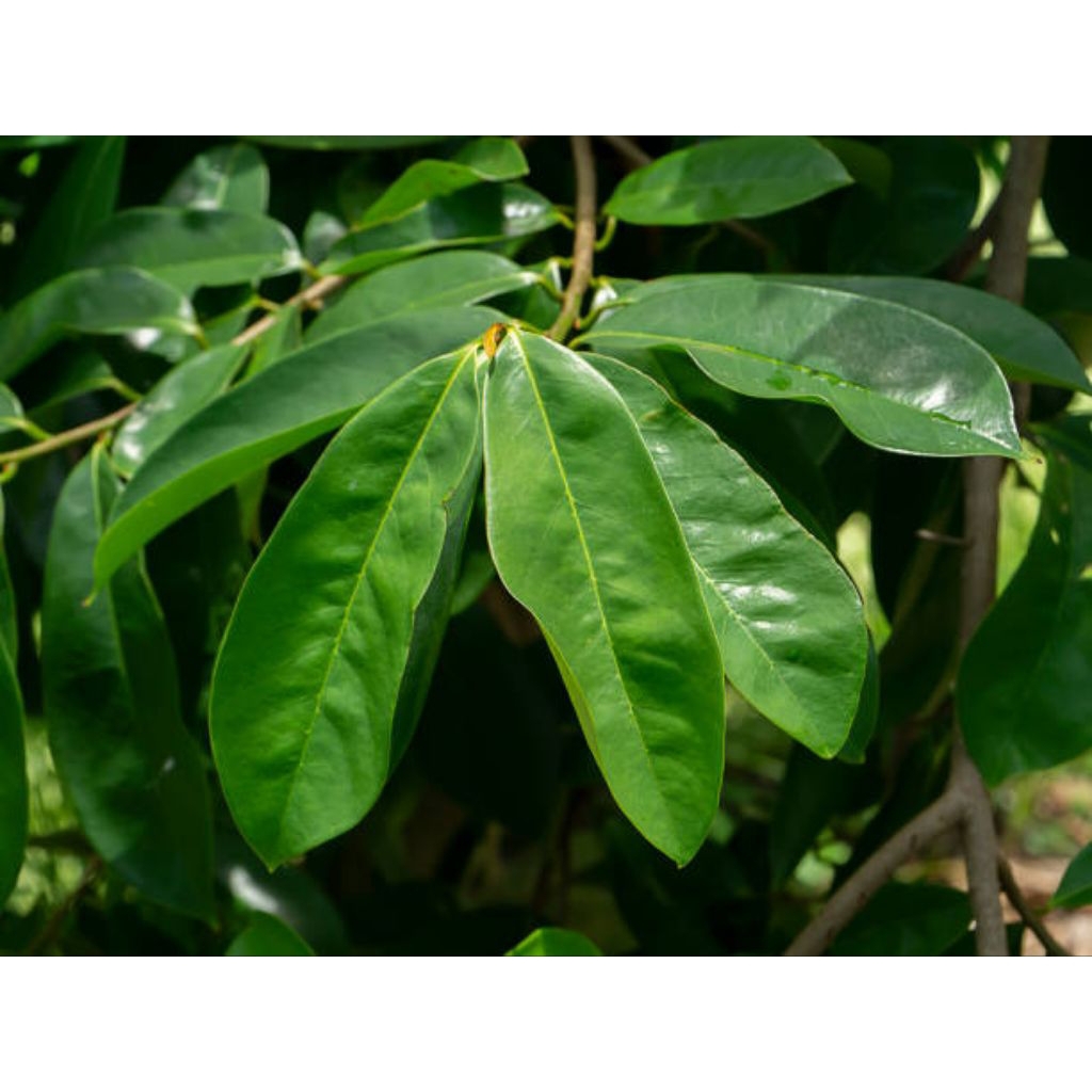 

daun sirsak 50 gram segar baru petik