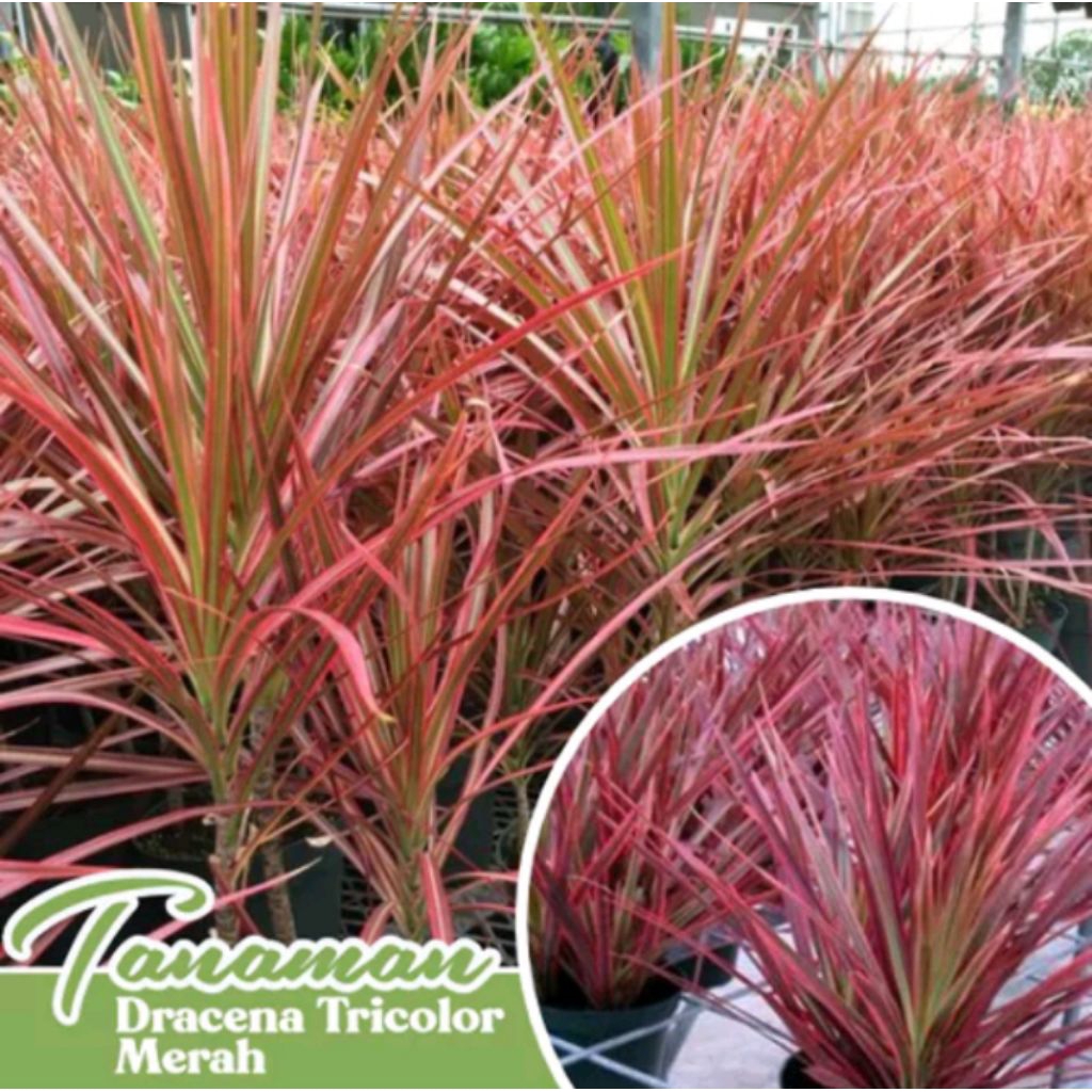 PROMO  TANAMAN HIAS DRACENA TRICOLOR - TANAMAN HIAS DRACENA TRICOLOR MERAH