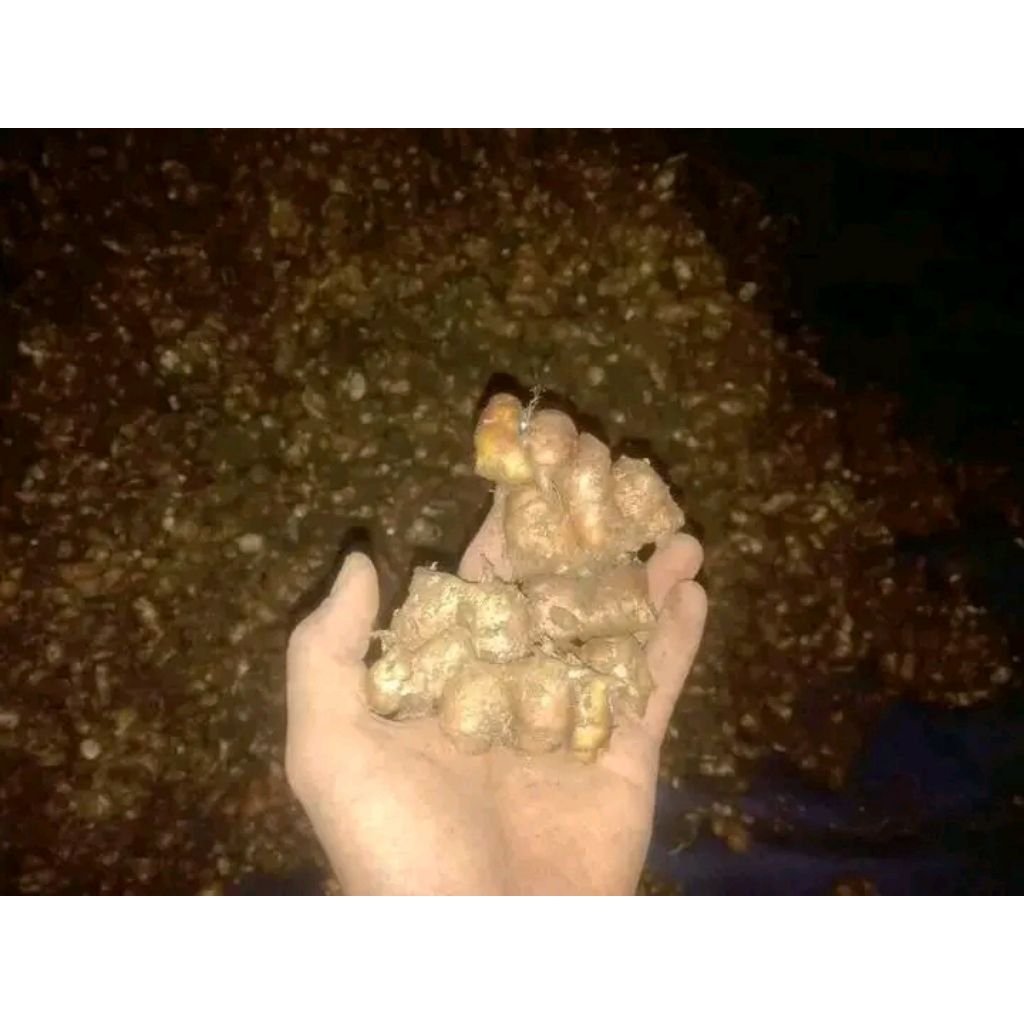

kencur seger 1kg bahan bumbu seblak