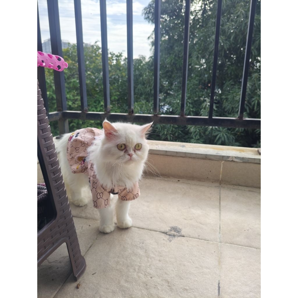 Kucing Persia long hair flatenose putih