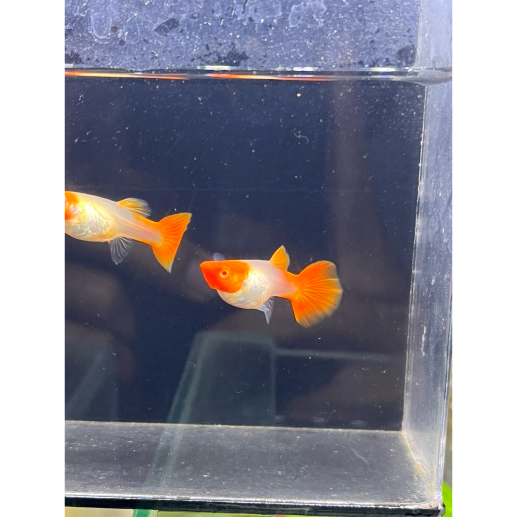 Aksesoris Aquarium sepasang Indukan Guppy Albino Koi gen Red Ear