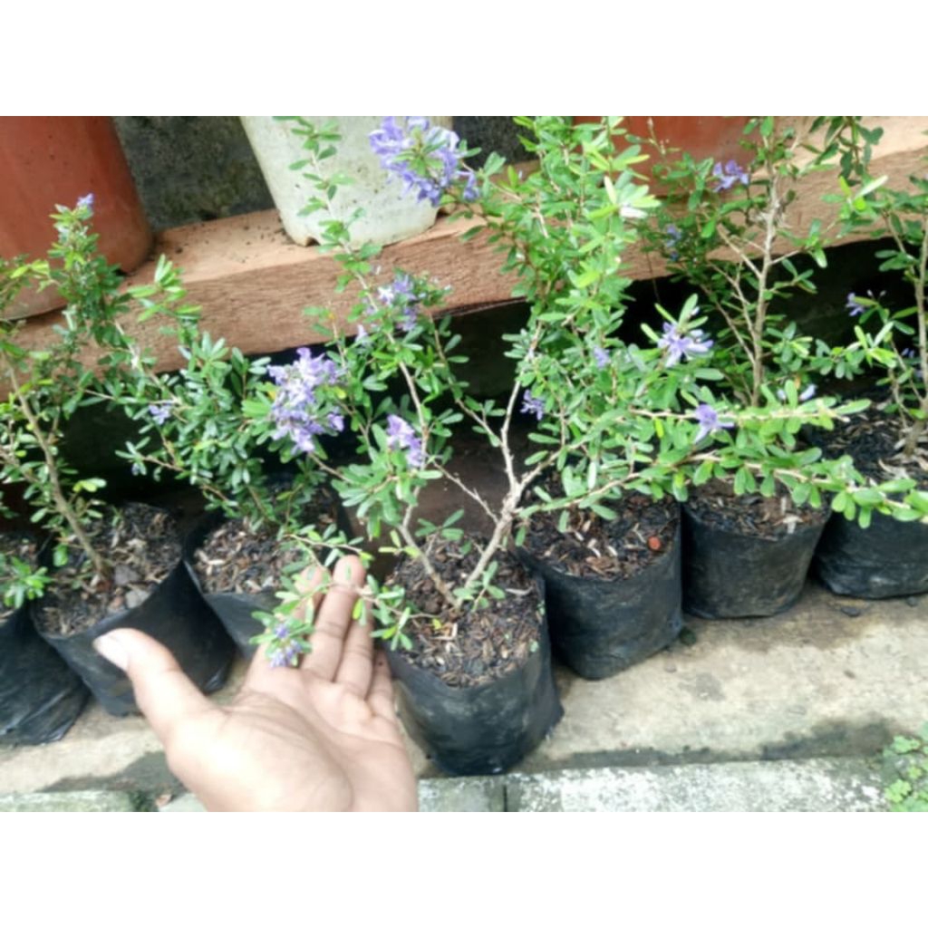 saeng simbur mikro vietnam