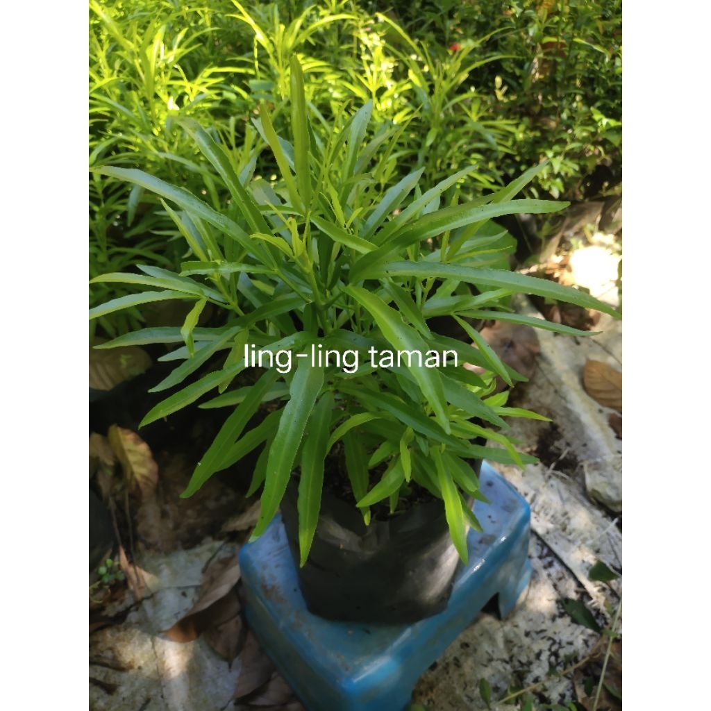 LING-LING TAMAN Tanaman Hias Pengusir Nyamuk Zodiak / tanaman lavender zodiak ( beli 5 gratis 1 )