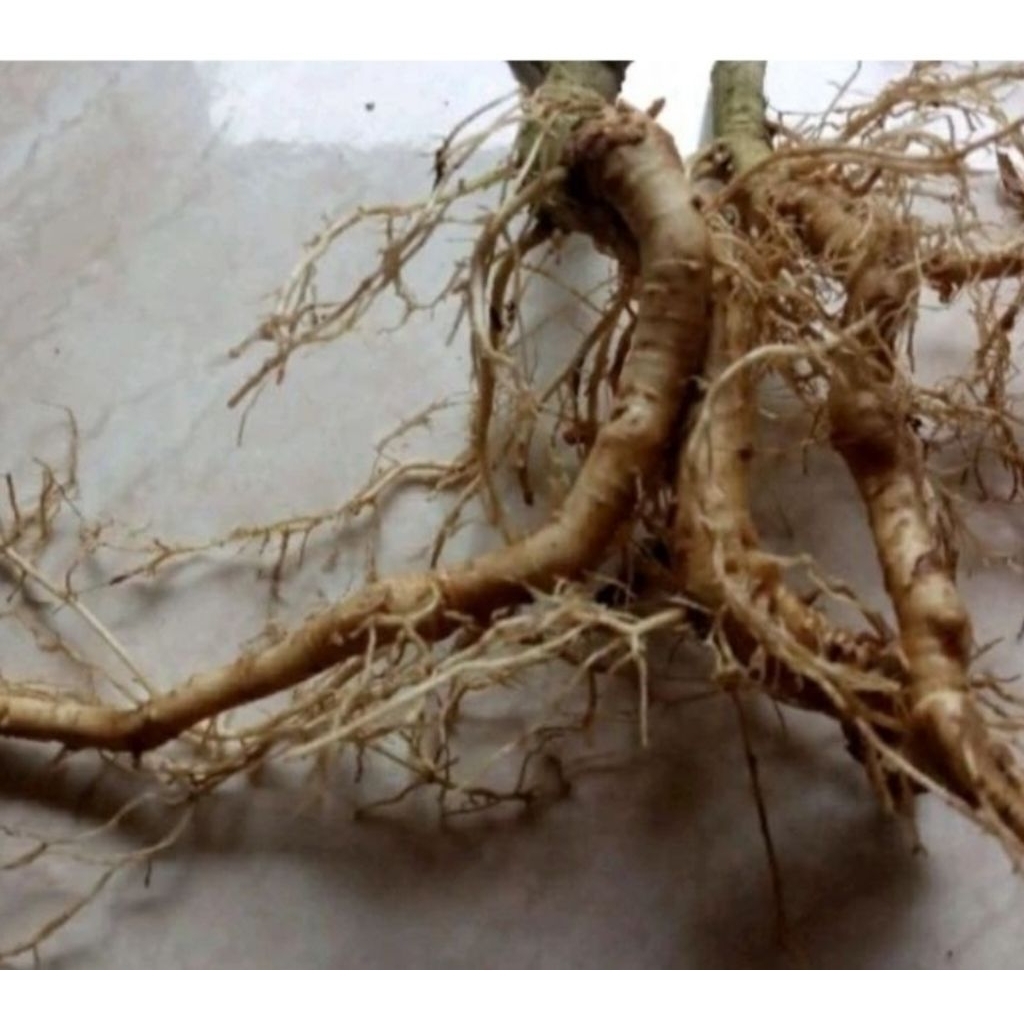 

Akar cepokak segar akar pohon cepokak 250 gram-az