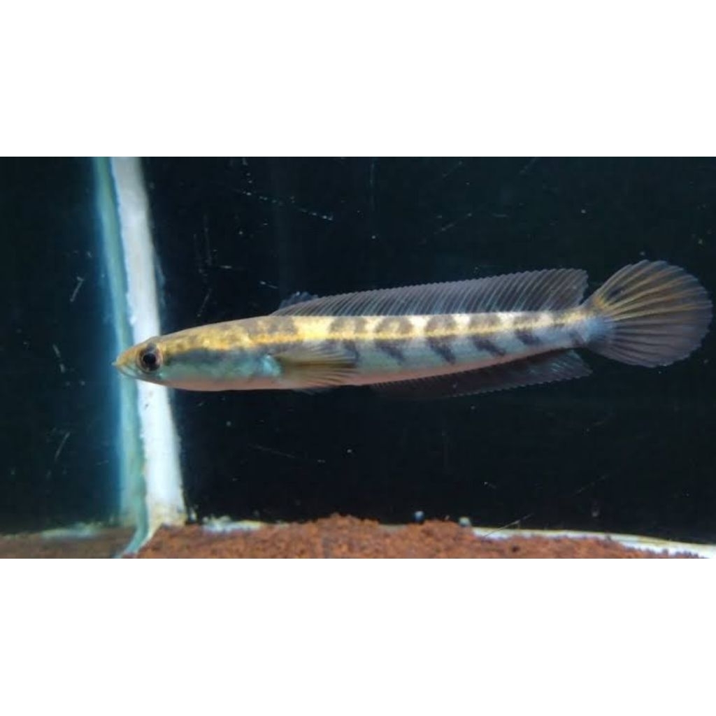 hiasan aquarium(cana maru yellow all size)