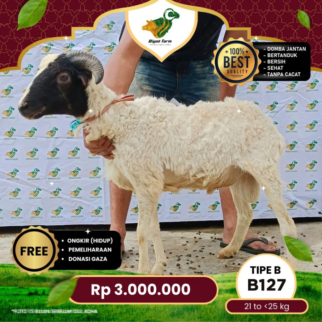 

Domba Qurban Tipe B 127, berat 21 sd 25 Kg