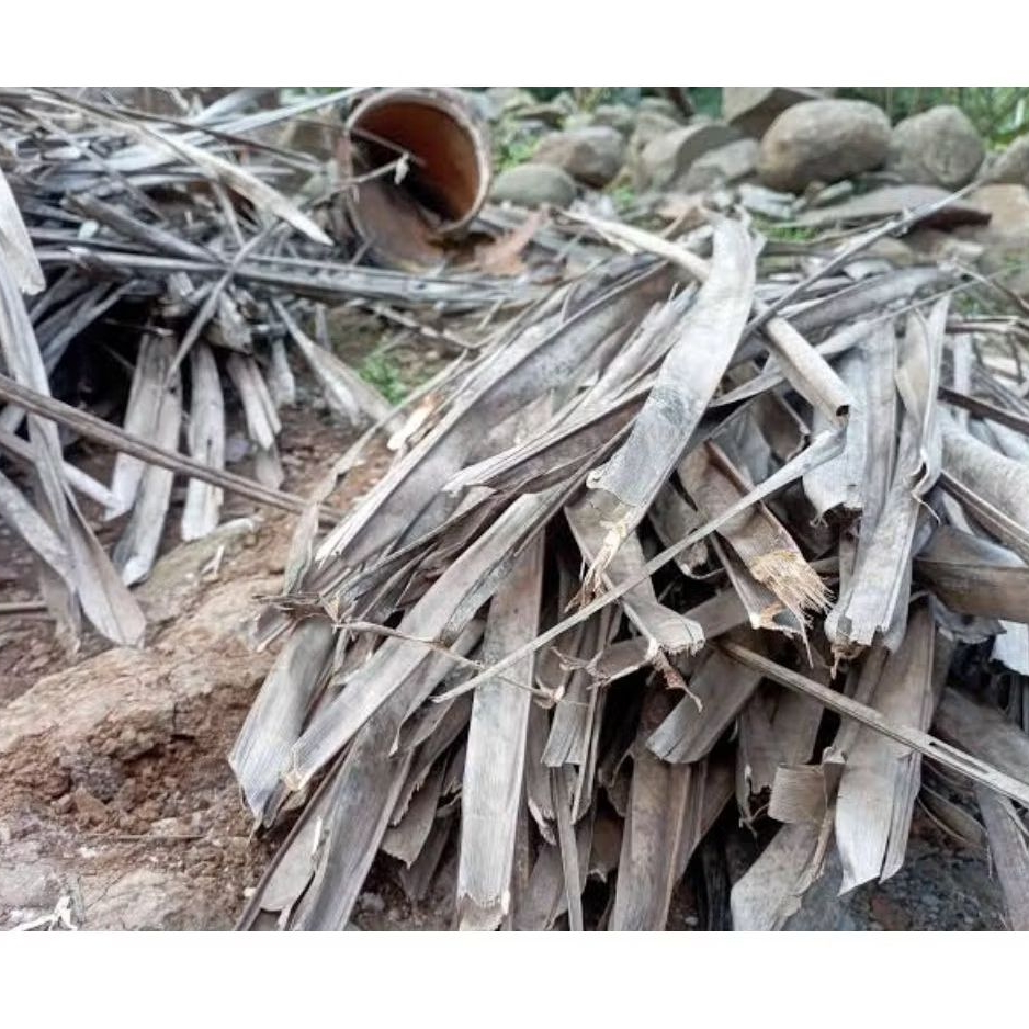 Daun Balarak kering / Daun Kelapa Kering 1KG