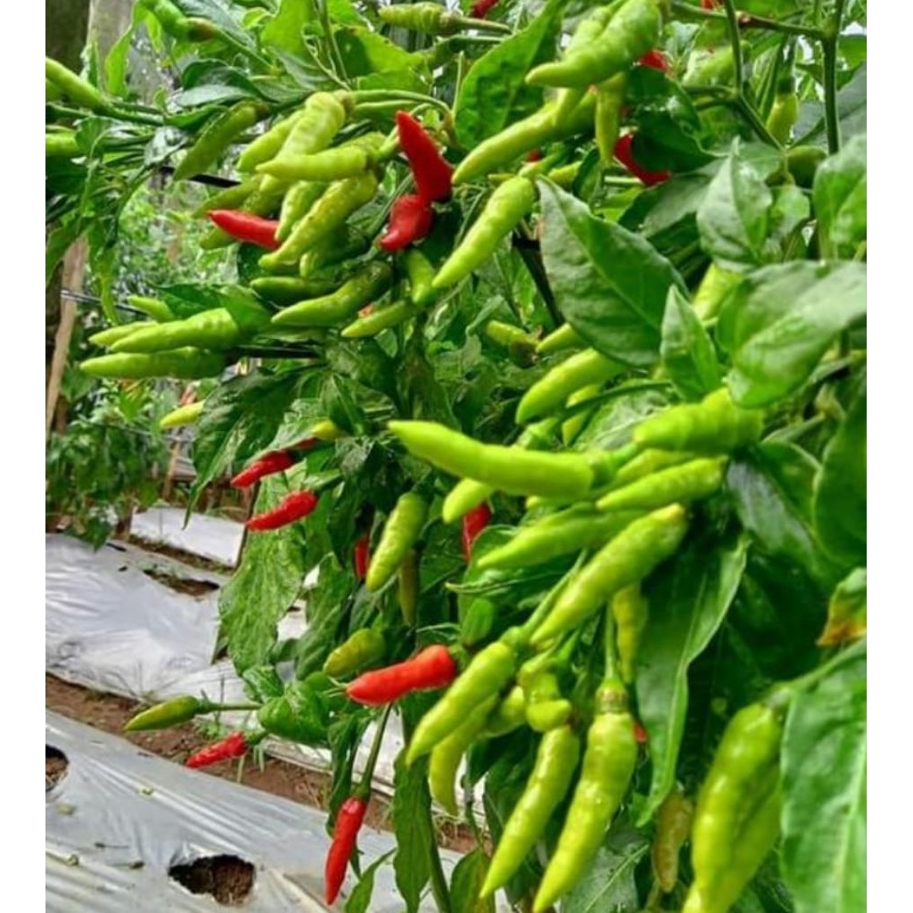 Benih Unggul Cabai Rawit Orion Hijau 200 Biji