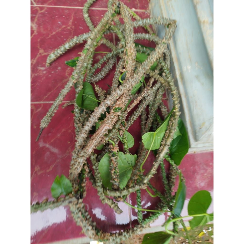 

batang brotowoli /patrawali pahit per 500 GRM