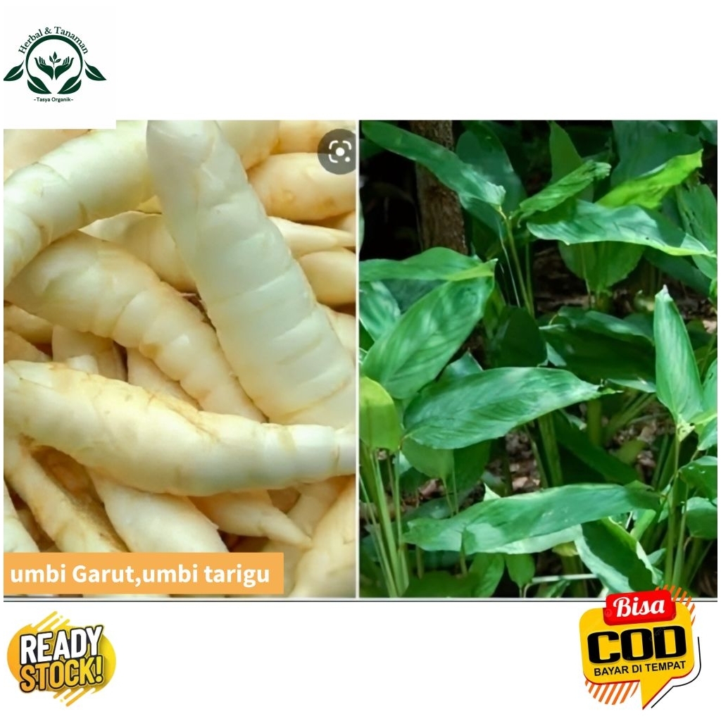 

umbi tarigu umbi Garut 500 gram Fress segar