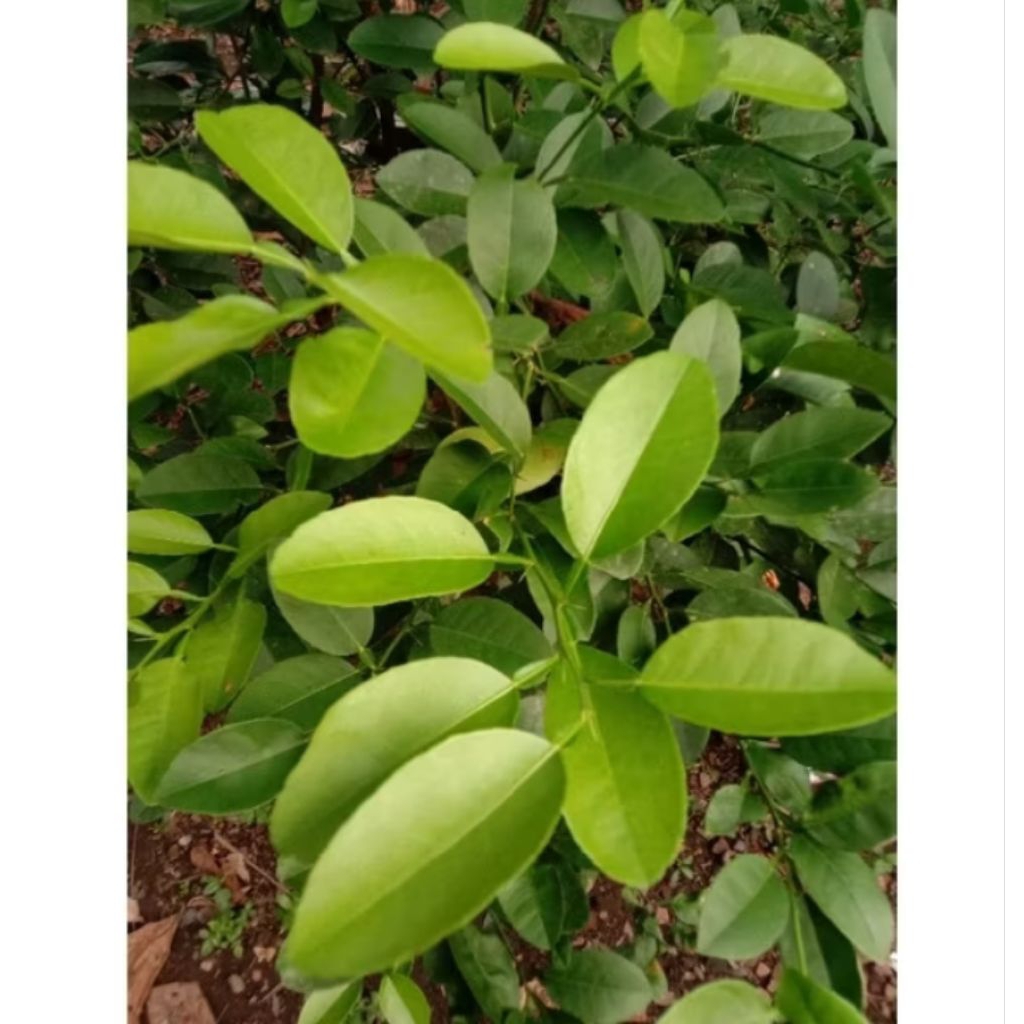 

Daun jeruk limau 100gr