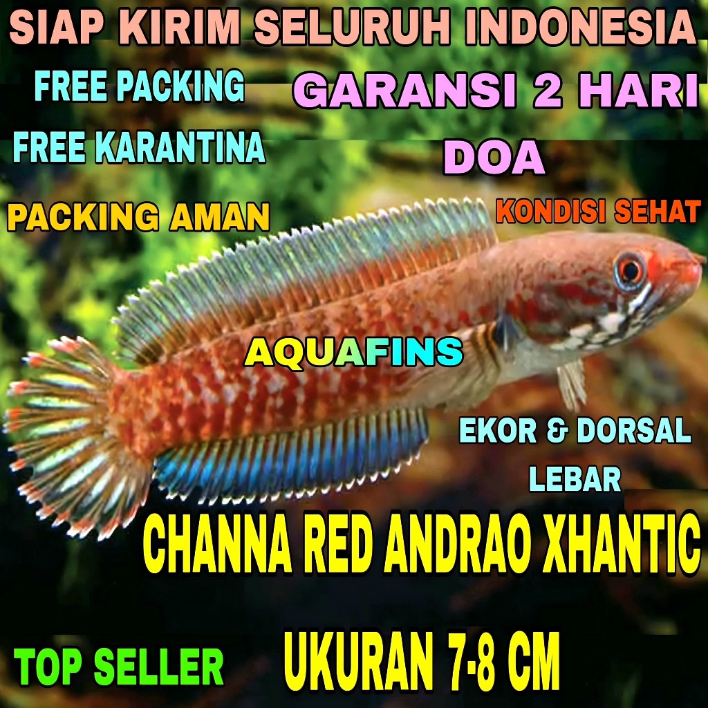 HIASAN SNAKEHEAD CHANNA GABUS RED ANDRAO XHANTIC UKURAN 7-8 CM