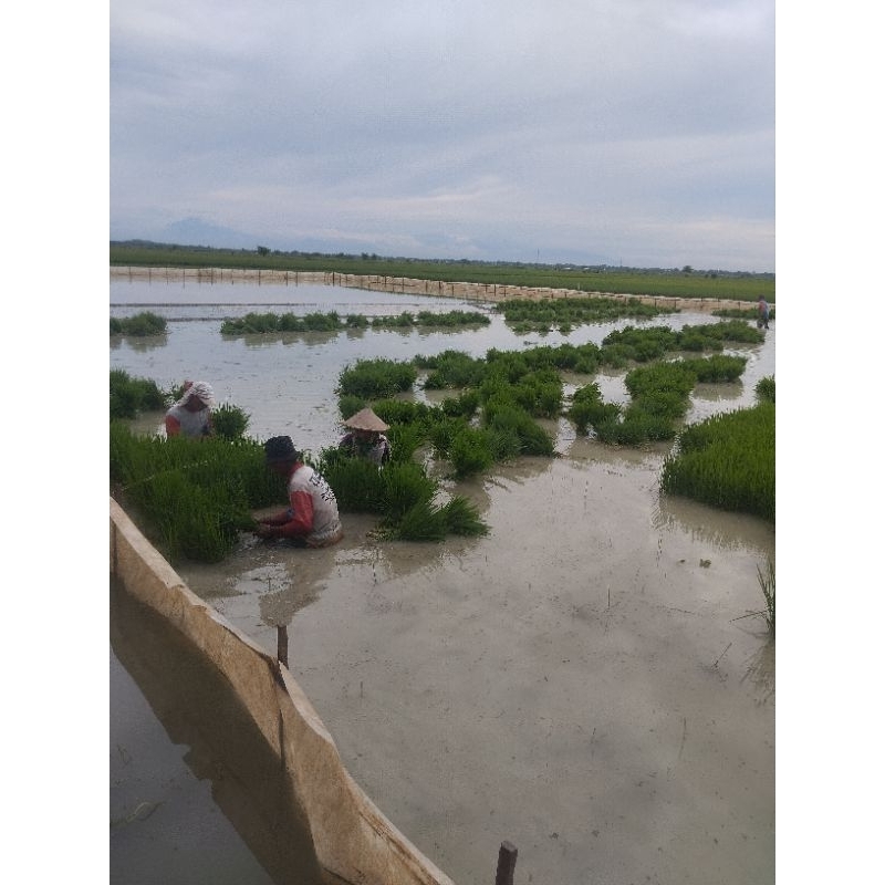 jual bibit padi siap tanam 100 grm.