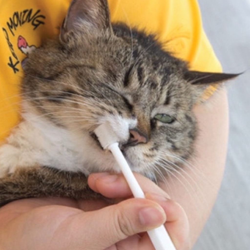 Megumiyee_ Japan Kojima Pasta Gigi Kucing & Anjing Sikat Gigi Kucing Anjing, Bersihkan Karang Gigi,