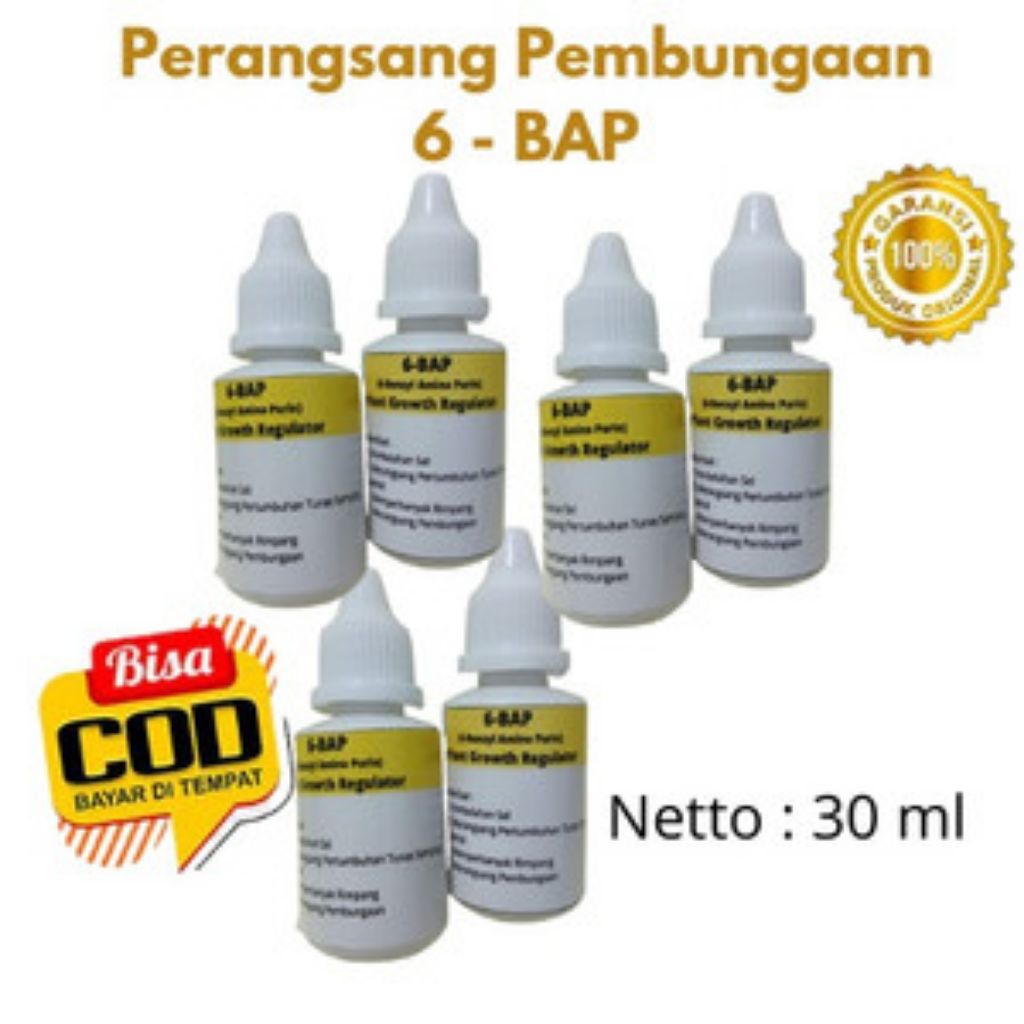 ( DENGAN FORMULA BARU ) °HORMON ANGGREK 6-BAP KUNING° ( Perangsang Pembungaan Anggrek Dalam 5 hari )