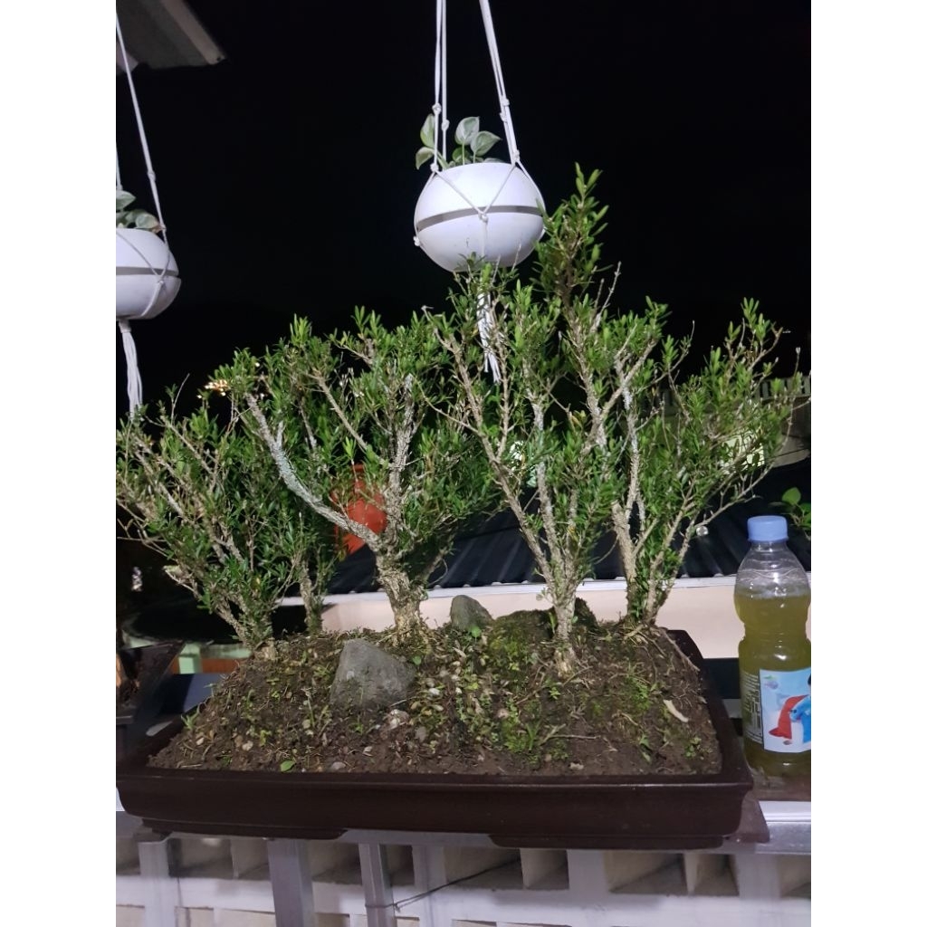 Real pict.. Bonsai Boxus siap pajang