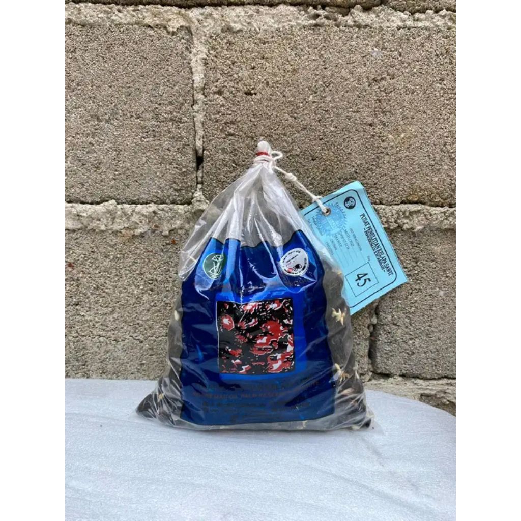 Kecambah Sawit unggul berkualitas