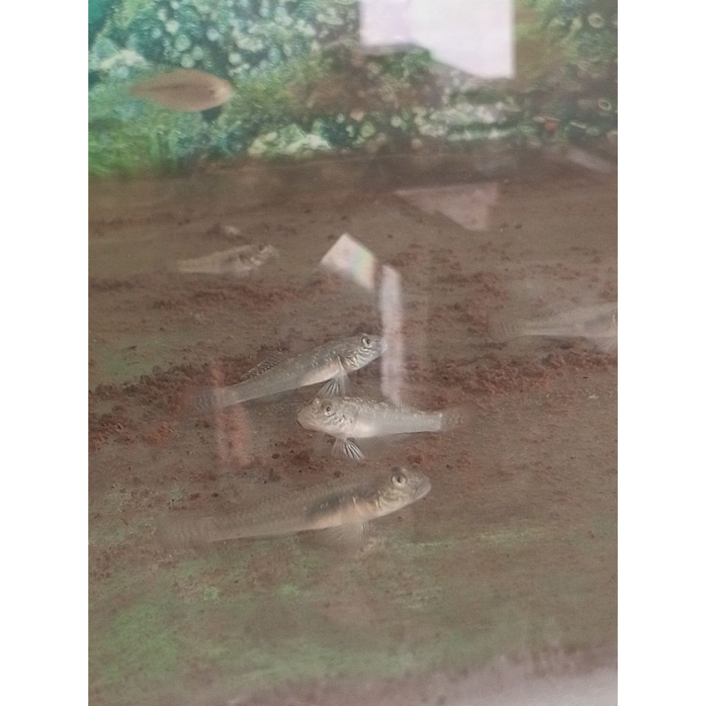 Plastik gambar bibit ikan gabus malas / boso / betutu size 5 6 cm