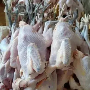 

AYAM KAMPUNG ASLI SEDANG 1EKOR