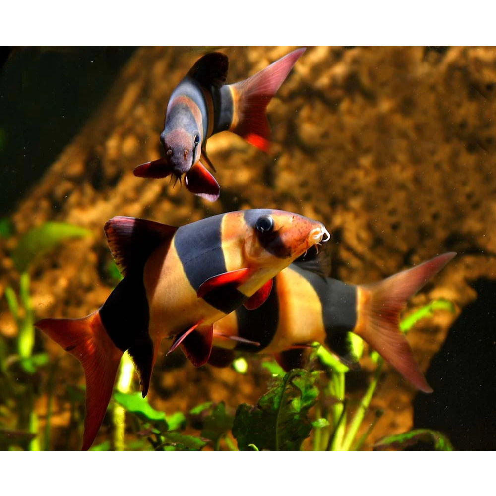 ikan hias botia badut / clown loach ukuran besar 10 cm+ pemakan kutu / pemakan sisa pakan