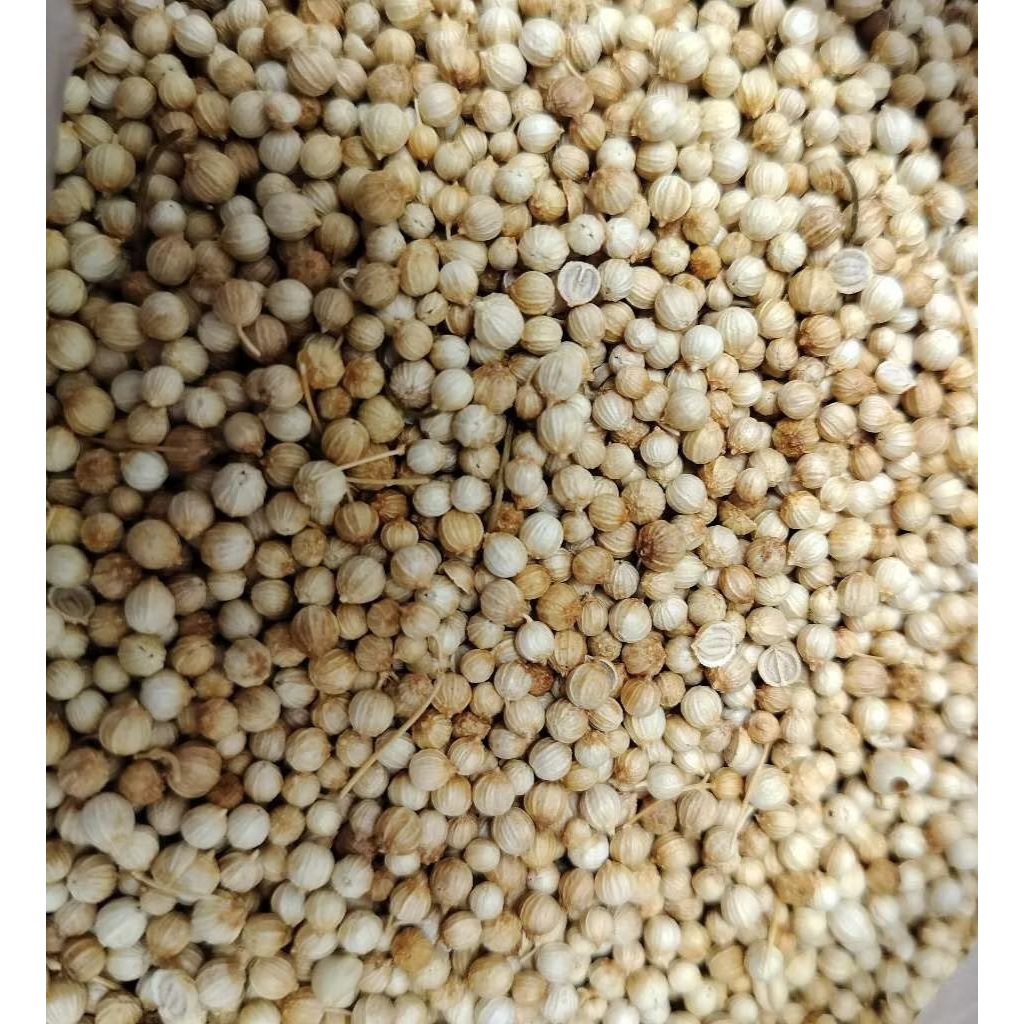 

Ketumbar biji asli / ketumbar biji putih / biji ketumbar kemasan kecil