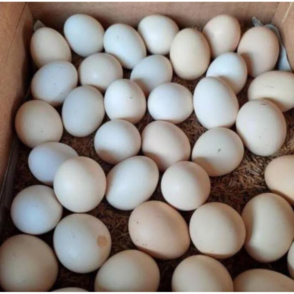 

Fertil! telur fertil ayam kub-terjamin fertil.