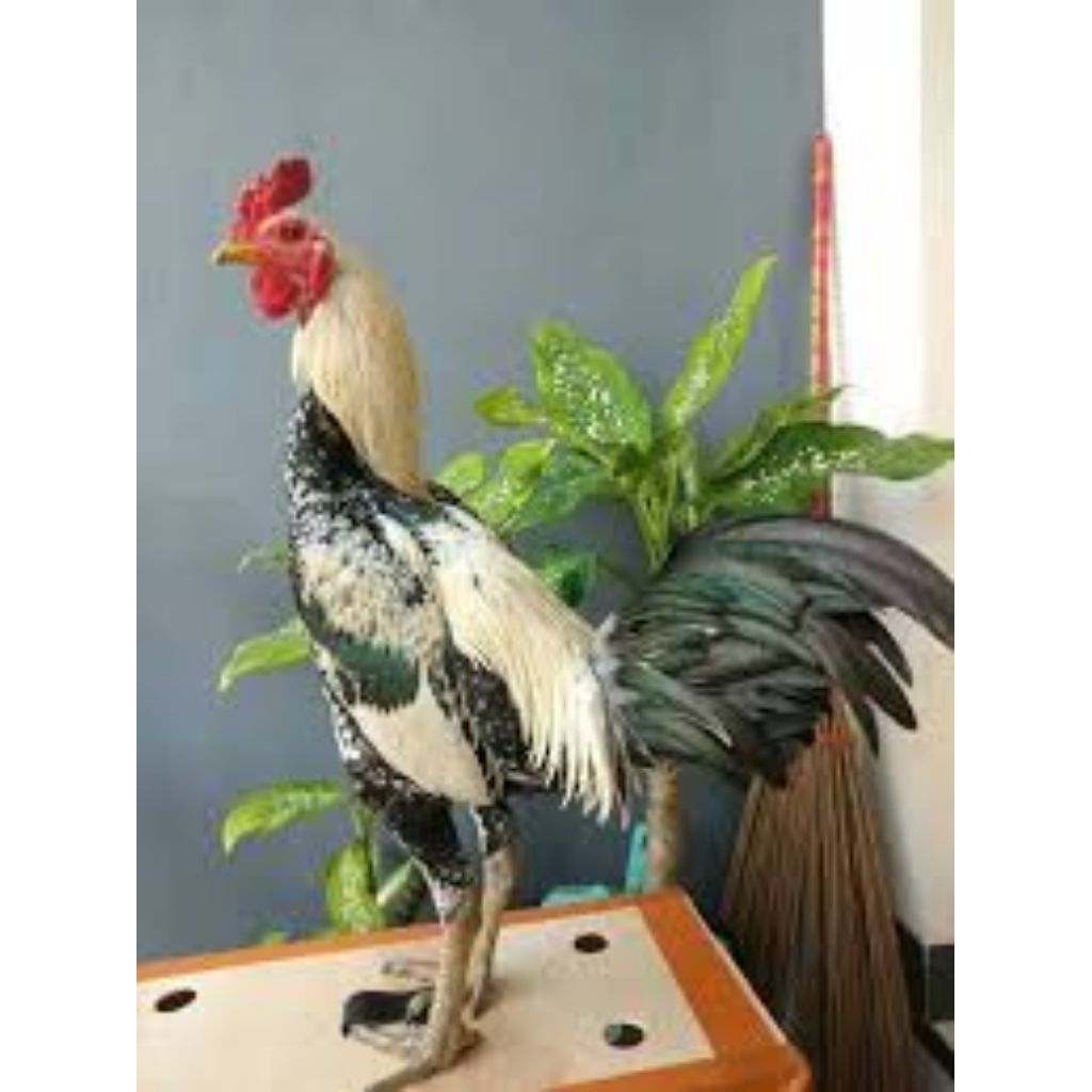 

Telur Tetas Ayam Mangon Fertil siap untuk ditetaskan ditetaskan Fertil