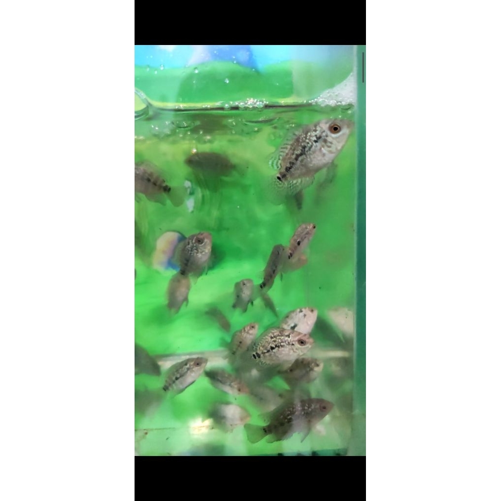 burayak cencu gen gb berkualitas