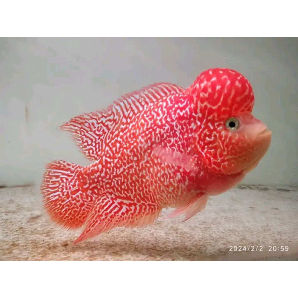 louhan GB ornamen aquarium