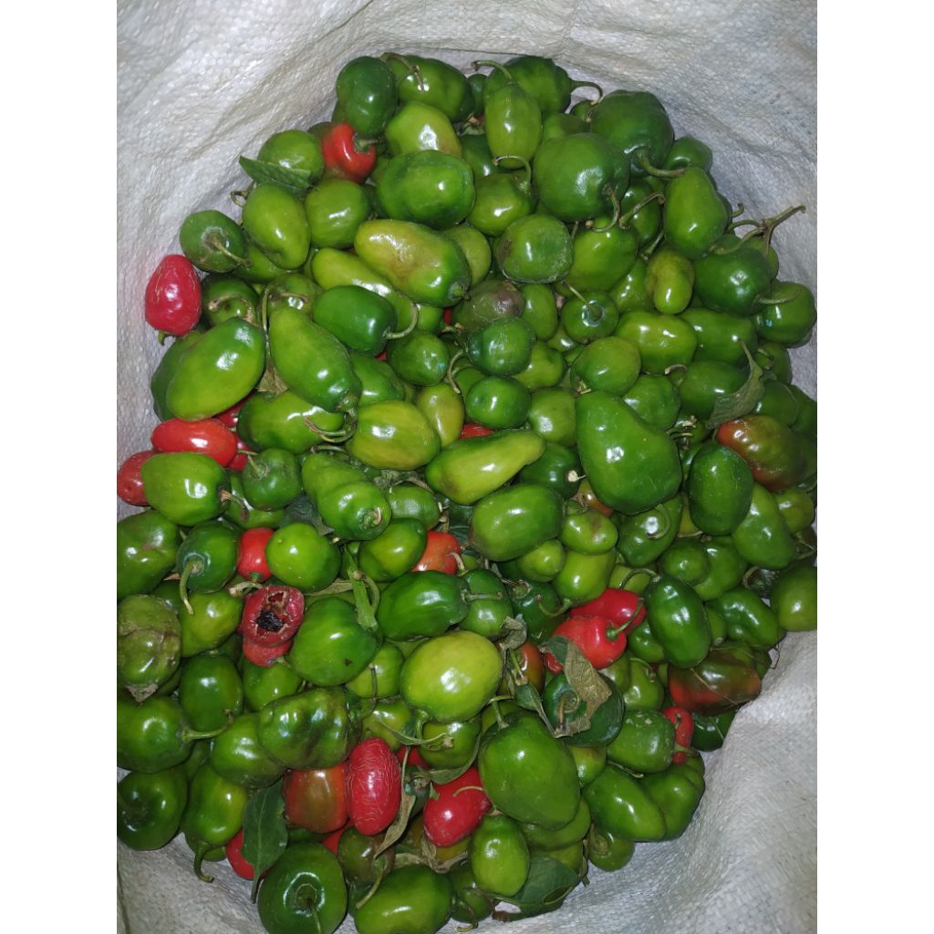 

cabe gendot viral/lombok dieng viral