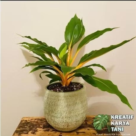 Tanaman Hias Walisota Tanaman Hias Walisota Mandarin